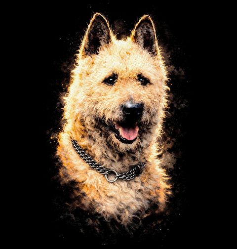 Obrázek produktu Dětské tričko Belgický ovčák Laekenois