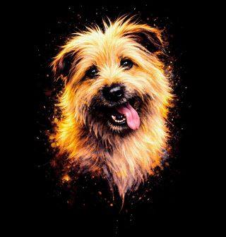 Obrázek 2 produktu Dámské tričko Norwichský teriér