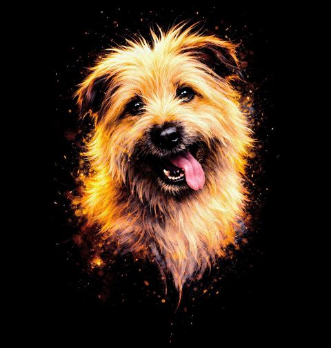 Obrázek produktu Pánská mikina Norwichský teriér