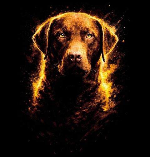 Obrázek produktu Dětské tričko Hnědý Labradorský retrívr