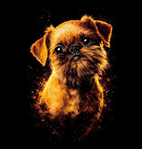 Obrázek produktu Pánská mikina Bruselský grifonek