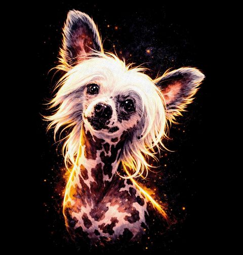 Obrázek produktu Dámské tričko Bezsrstý Čínský chocholatý pes