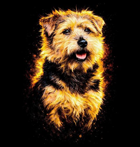 Obrázek produktu Dětské tričko Zářivý Norfolský teriér