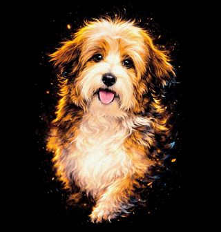 Obrázek 2 produktu Pánské tričko Roztomilý Havanský psík