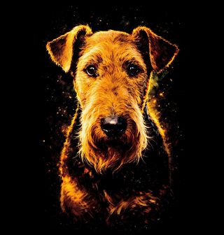 Obrázek 2 produktu Dětské tričko Erdelteriér Airedale teriér