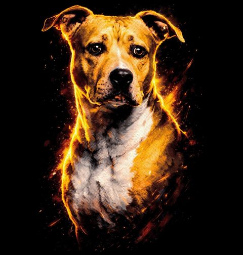 Obrázek produktu Dámské tričko Americký stafordšírský teriér