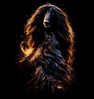 Obrázek 2 produktu Pánská mikina Afghánský chrt