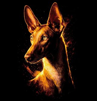 Obrázek 2 produktu Pánská mikina Faraonský pes Pharaoh Hound
