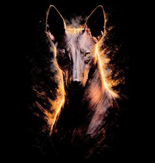 Obrázek 1 produktu Dětské tričko Mexický naháč Mexican Hairless Dog