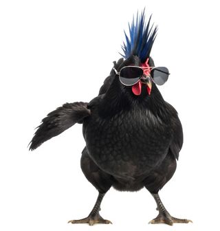 Obrázek 2 produktu Dětské tričko Pankáč Slepice s Brýlemi