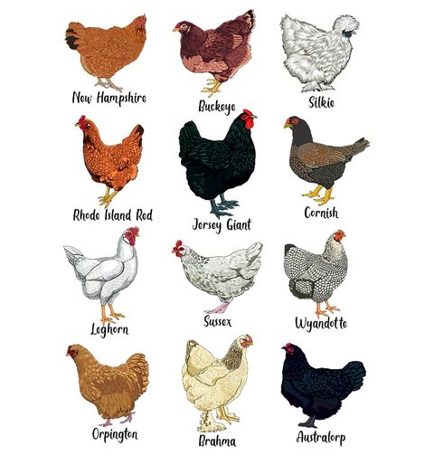 Obrázek produktu Pánské tričko Atlas Slepic