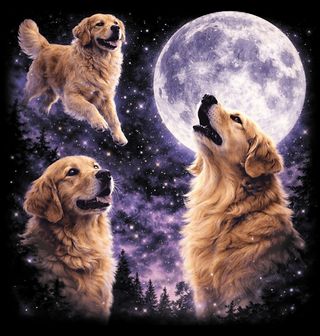 Obrázek 2 produktu Pánská mikina Zlatý Retrívr a Kouzlo Úplňku