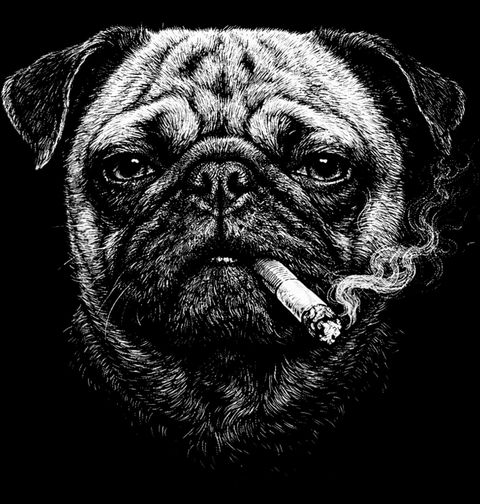 Obrázek produktu Pánská mikina Mops s Cigaretou