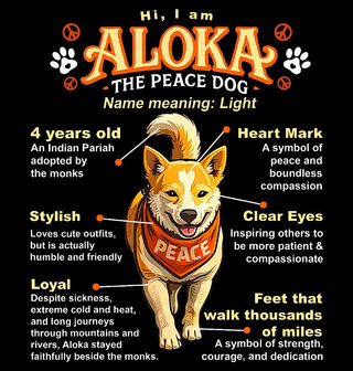 Obrázek 2 produktu Pánská mikina Indický Pariah Pes Aloka