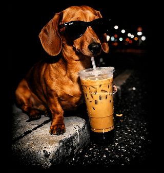 Obrázek 2 produktu Dámské tričko Jezevčík s Drinkem