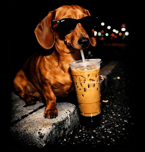 Obrázek produktu Pánská mikina Jezevčík s Drinkem