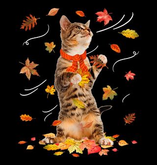 Obrázek 2 produktu Dámské tričko Podzimní Kočka