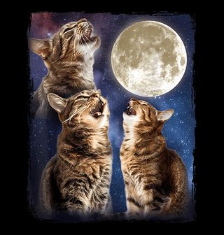 Obrázek 2 produktu Pánské tričko Vyjící Kočky při Úplňku