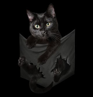 Obrázek 2 produktu Dámské tričko Kočka Trhající Tričko