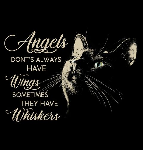 Obrázek produktu Dětské tričko Kočičí Anděl s Vousky