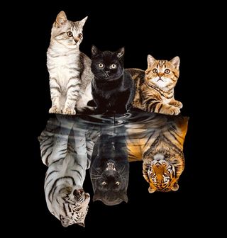 Obrázek 2 produktu Dětské tričko Kočka a Její Vnitřní Šelma