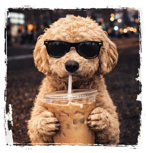 Obrázek produktu Dámské tričko Toy Pudl s Ledovou Kávou