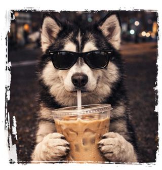 Obrázek 2 produktu Dámské tričko Sibiřský Husky s Ledovou Kávou