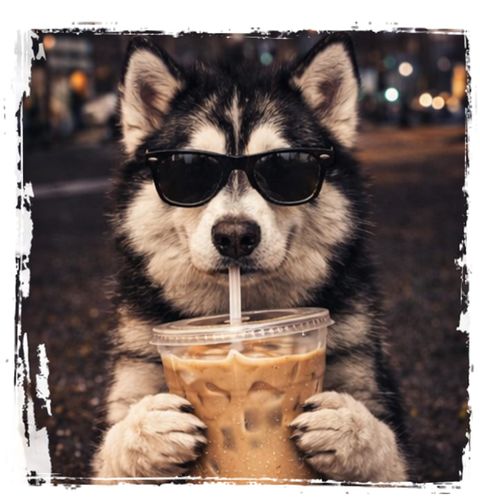 Obrázek produktu Dětské tričko Sibiřský Husky s Ledovou Kávou