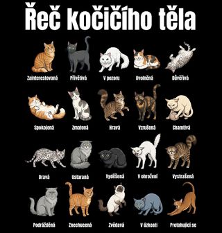 Obrázek 2 produktu Dámské tričko Řeč Kočičího Těla