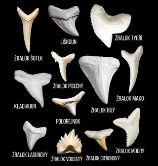 Obrázek 2 produktu Pánská mikina Zuby Žraloků Světa