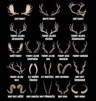 Obrázek 2 produktu Pánská mikina Druhy Paroží