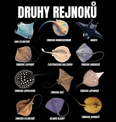 Obrázek produktu Dětské tričko Druhy Rejnoků