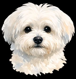 Obrázek 2 produktu Pánské tričko Roztomilý Bílý Bišonek