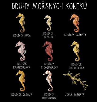 Obrázek 2 produktu Pánská mikina Druhy Mořských Koníků