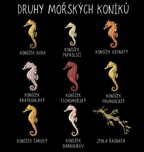 Obrázek produktu Pánská mikina Druhy Mořských Koníků