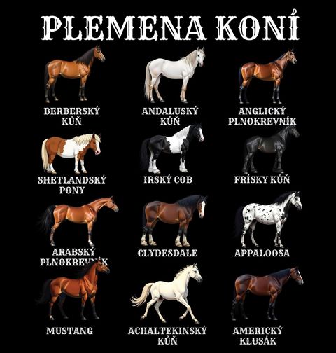 Obrázek produktu Dětské tričko Plemena Koní