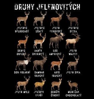 Obrázek 2 produktu Pánská mikina Druhy Jelenovitých
