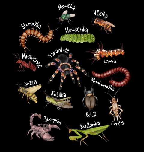 Obrázek produktu Pánská mikina Druhy Hmyzu