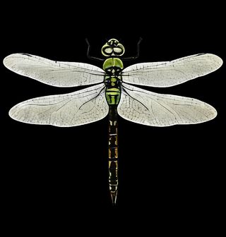 Obrázek 2 produktu Pánská mikina Zelená Vážka Dragonfly