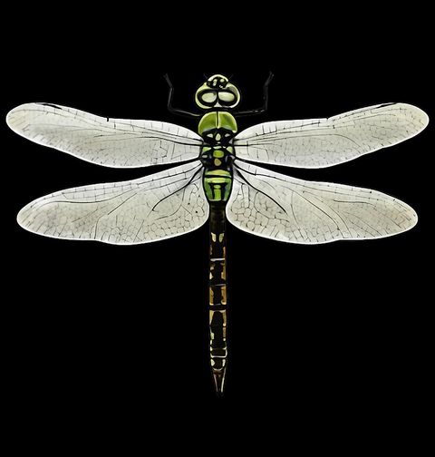 Obrázek produktu Pánská mikina Zelená Vážka Dragonfly