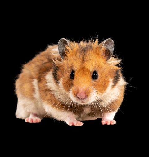 Obrázek produktu Dámské tričko Roztomilý Zlatý Křeček Golden Hamster