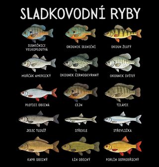 Obrázek 2 produktu Dámské tričko Druhy Sladkovodních Ryb