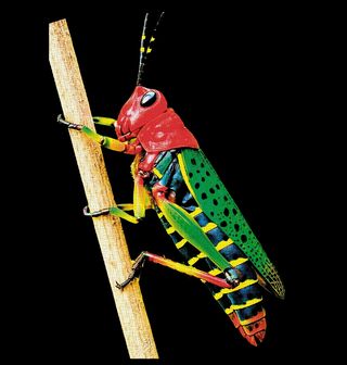 Obrázek 2 produktu Dětské tričko Tropická Kobylka Painted Grasshopper