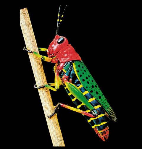 Obrázek produktu Pánské tričko Tropická Kobylka Painted Grasshopper
