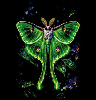 Obrázek 2 produktu Dámské tričko Martináč měsíčitý Luna Moth