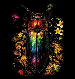 Obrázek 2 produktu Pánská mikina Zlatý Klenotový Brouk Jewel beetle