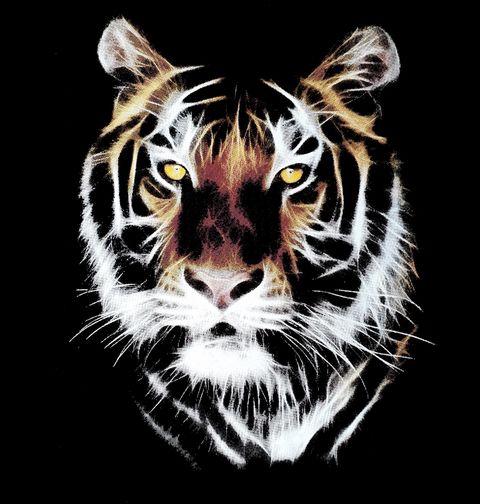 Obrázek produktu Dámské tričko Tygr