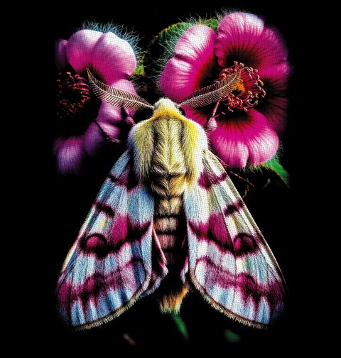 Obrázek produktu Pánské tričko Můra ovčí Sheep moth