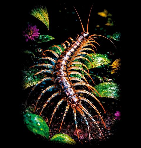 Obrázek produktu Dámské tričko Tropická Stonožka Scolopendra