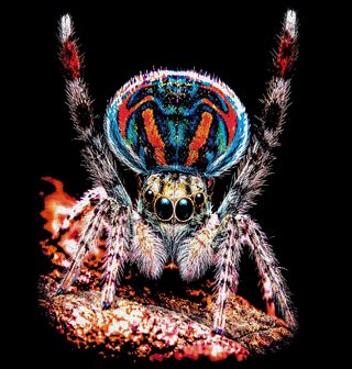 Obrázek 2 produktu Pánské tričko Paví Skákavka Peacock Spider
